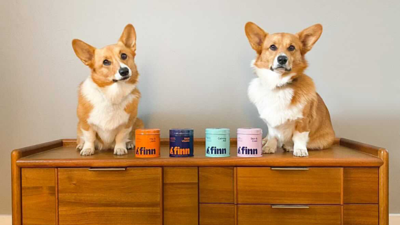 Corgis and pet food.