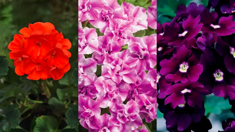 Close up of three colorful flowers.