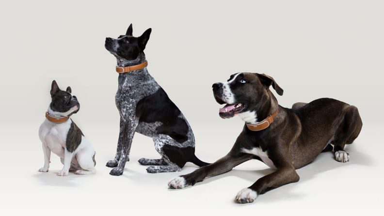 Three beautiful dogs model the Link GPS Smart Collar.