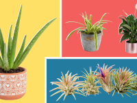 Assorted potted plants with large green leaves coming out of soil.