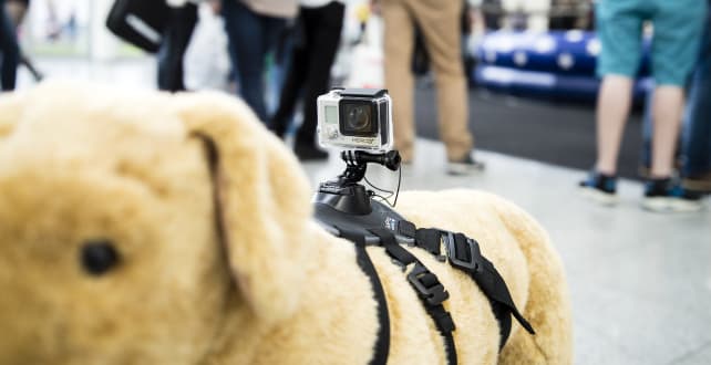 GoProFetchDogMount.jpg