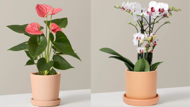On left pink anthurium houseplant in a ceramic pot. On the right, white orchid houseplant in a ceramic pot.