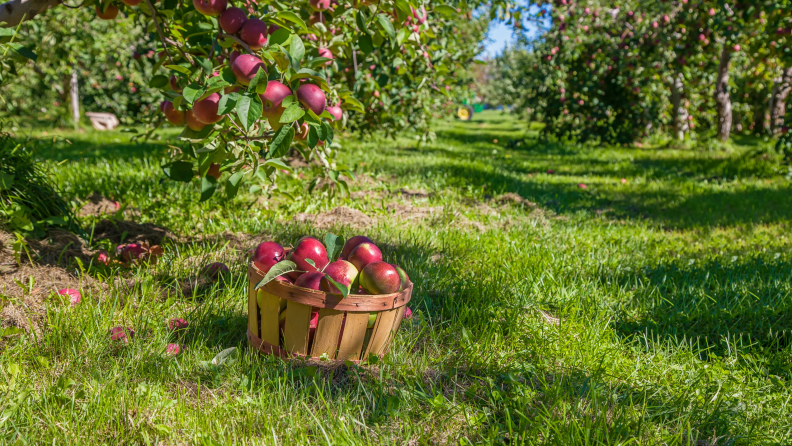 Organic Apple orchard or plantation
