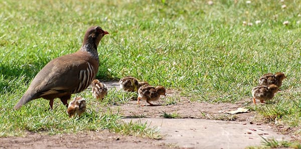 Partridge.jpg