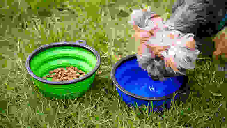 A small dog drinks water from a collapsible silicone bowl