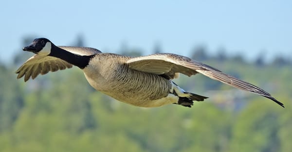 Canada_goose_flight_cropped_and_NR.jpg