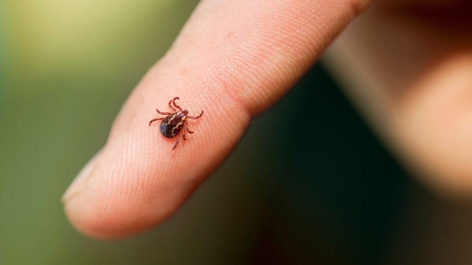 Tick crawling on a finger