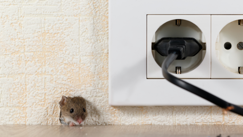 A mouse peaking its head out of a hole in the wall.