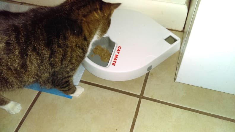 Why I love the Cat Mate C500 automatic pet feeder - Reviewed