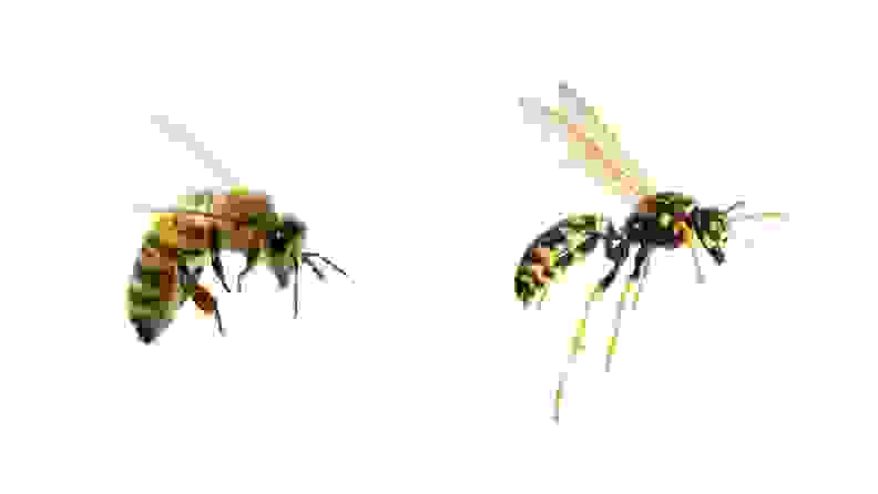 Side-by-side shots of a bee and a wasp.