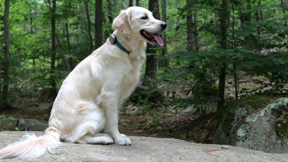 This gadget lets you track your dog's activity and keep tabs on their location.