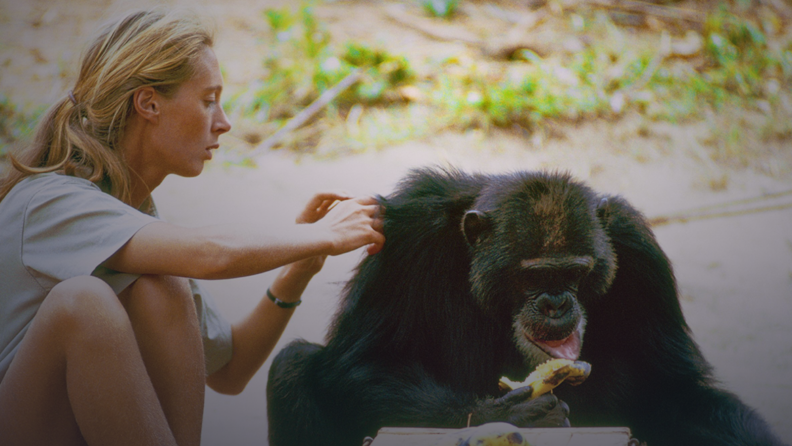 Jane Goodall sits with a large gorilla.