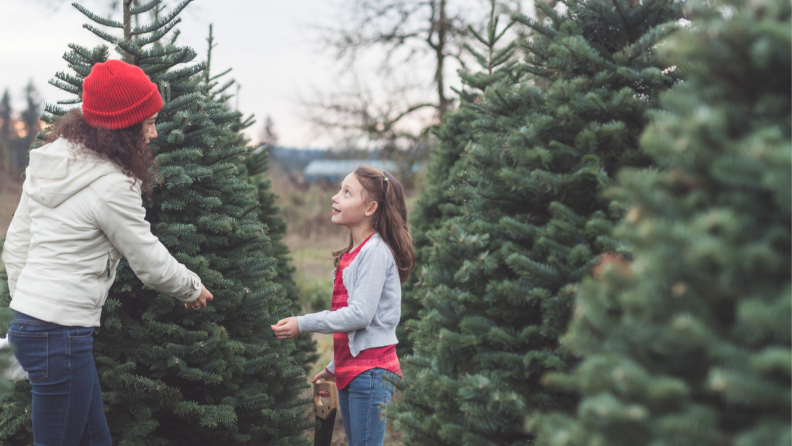 Make sure the tree you plan to cut or buy is healthy by checking that it has a deep, rich color and that its needles are secure to its branches.