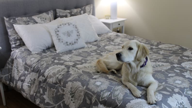 A dog sits on a bed made with a black and white patterned comforter