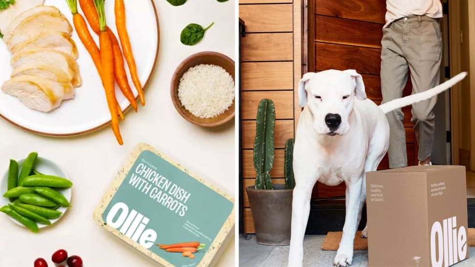 Save 50% on your first shipment of fresh Ollie dog food