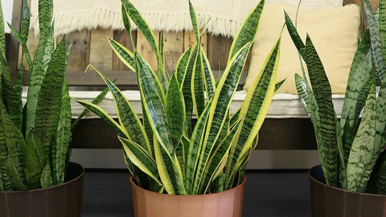 Costa Farms Live Indoor Snake Plant