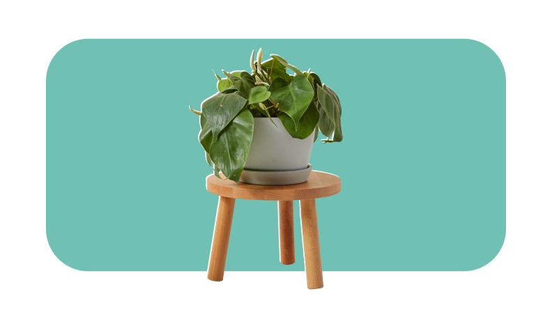 Green leafy Philodendron plant in gray ceramic pot on top of wooden stool.