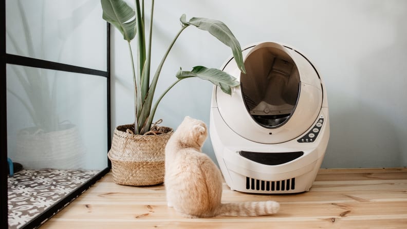 Yes, it's expensive, but the Litter-Robot is worth it.