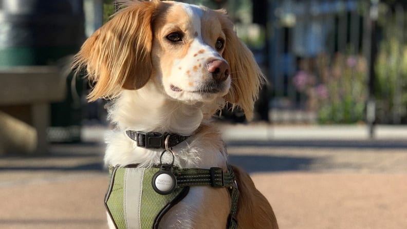 Apple's AirTag inside a Nomad Collar, worn by a puppy proudly sitting outside.