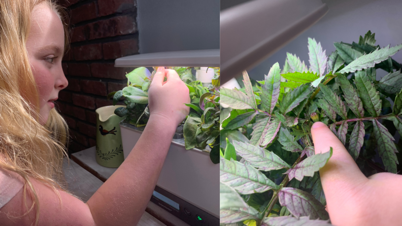 a child looks at the plants the are growing in the AeroGarden and finds a flower bud