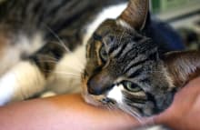 Cat on Arm