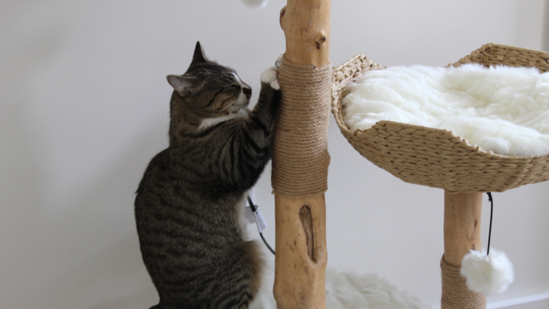 A small tan, brown and white tabby uses claws on rope scratching post that is wrapped around wooden post on two-tier cat tree.