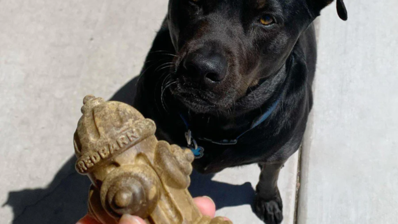 Dog looking at hand holding a Chew-A-Bull treat.