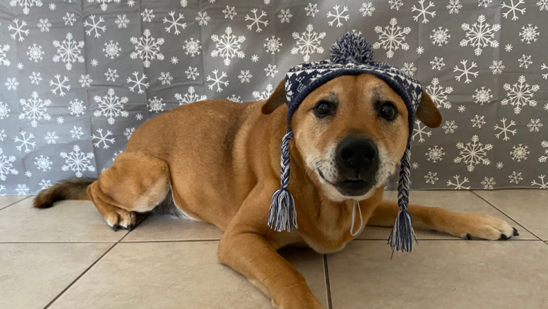 Dog in cap