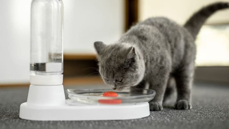 A small gray cat drinks from the Desimore KittySpring cat-water fountain.