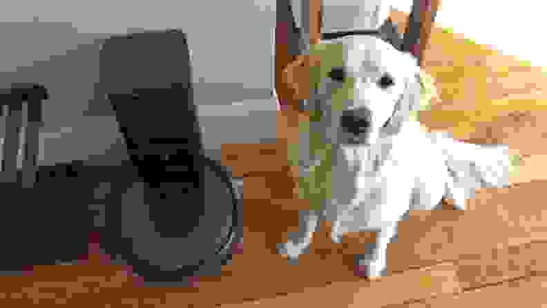 A golden retriever sitting next to a robot vacuum, staring at the camera.