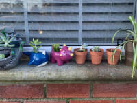 Succulent Studios plant delivery service