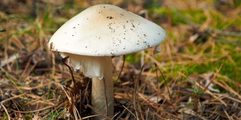 Death Cap