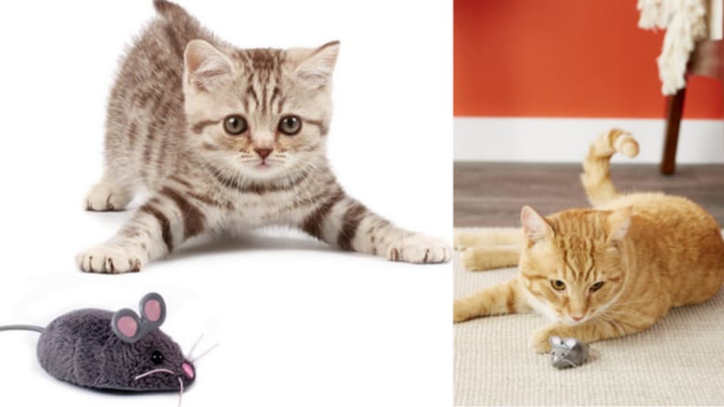 Several images of cats playing with the Hexbug toy.