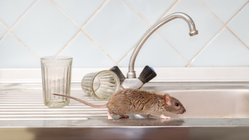 A mouse scurrying across a sink countertop