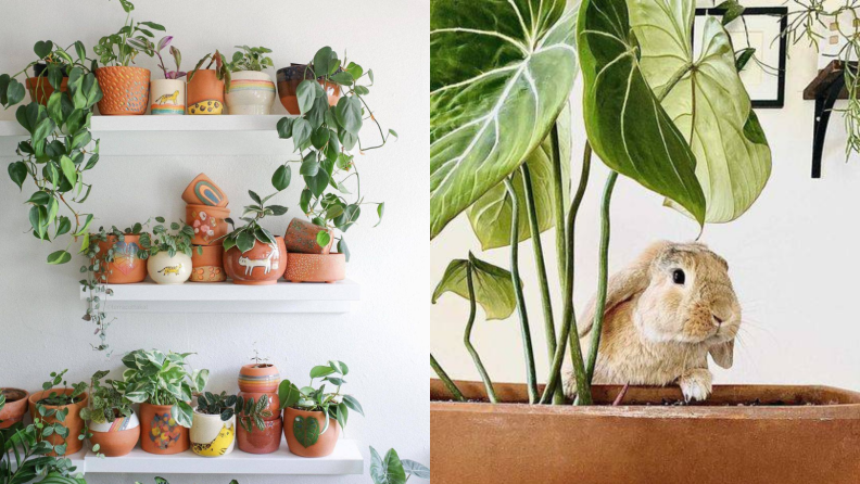 Left: Three wall shelves adorned with potted plants; Right: A bunny peeks out from behind a potted plant.