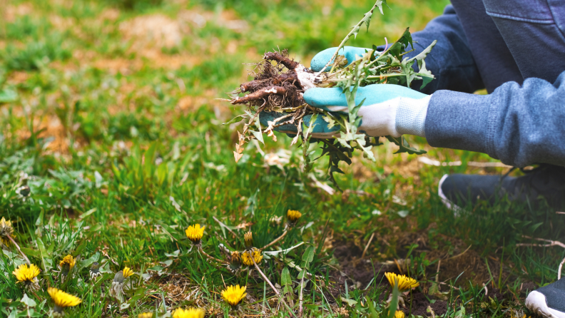 A person in the garden picking weeds.