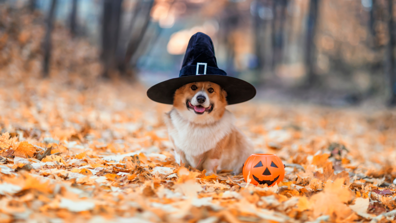 Smiling dog sits in fallen autumn leaves next to pumpkin trick-or-treating bucket while wearing black pilgram hat.