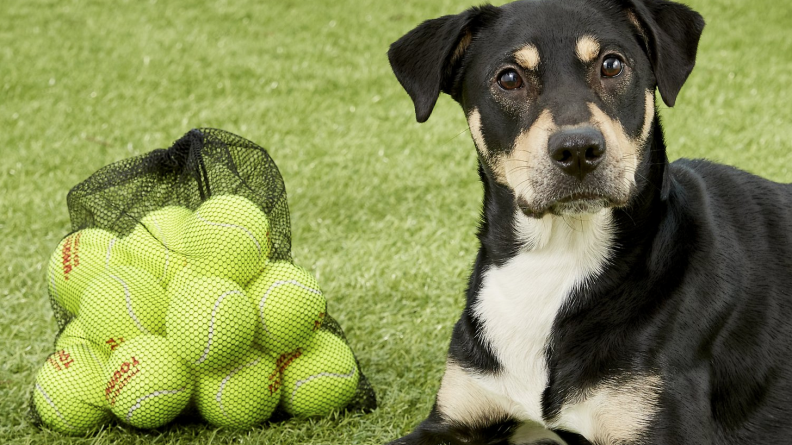 A bag full of tennis balls?! Say no more.