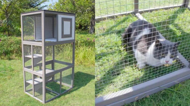 Trendy Catios Or Outdoor Cat Enclosures Your Cat Needs Reviewed