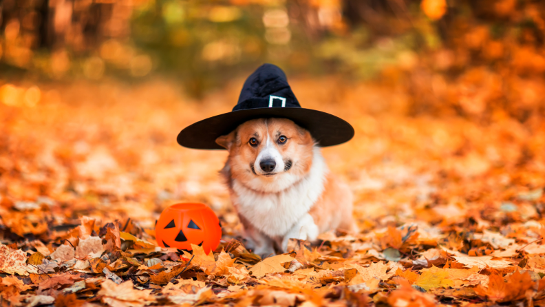 Corgi in witch hat leaves