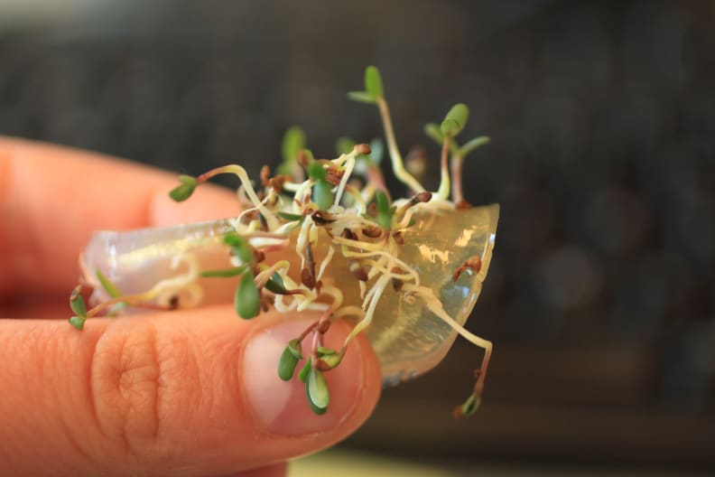 A test using sprouts that germinated in gel.