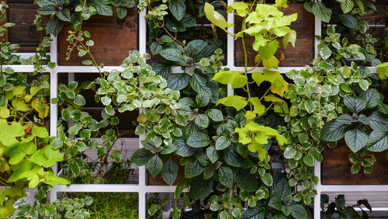 plants growing up a trellis in the garden