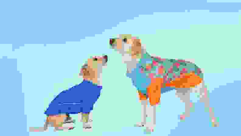 Two dogs wearing UPF shirts on a blue background