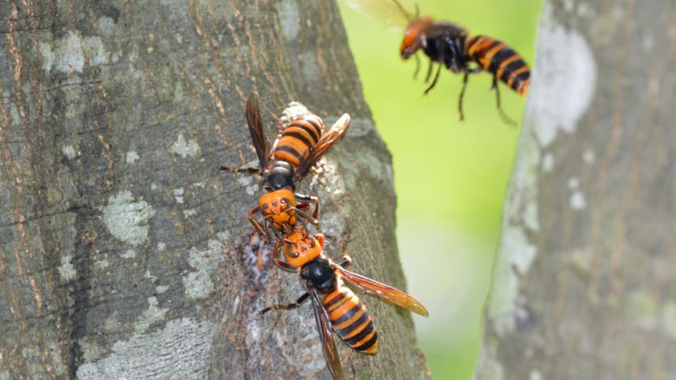 Asian giant hornets, aka murder hornets, may be in your yard