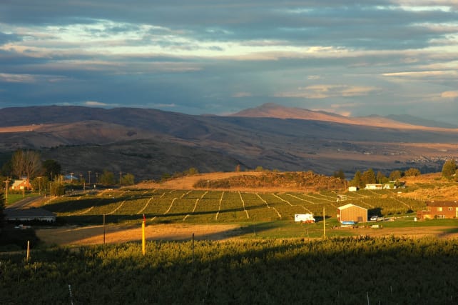 organic farm (markdavis).jpg