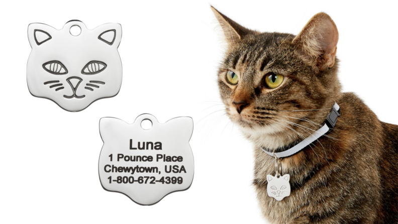 A cat and a cat-shaped ID tag