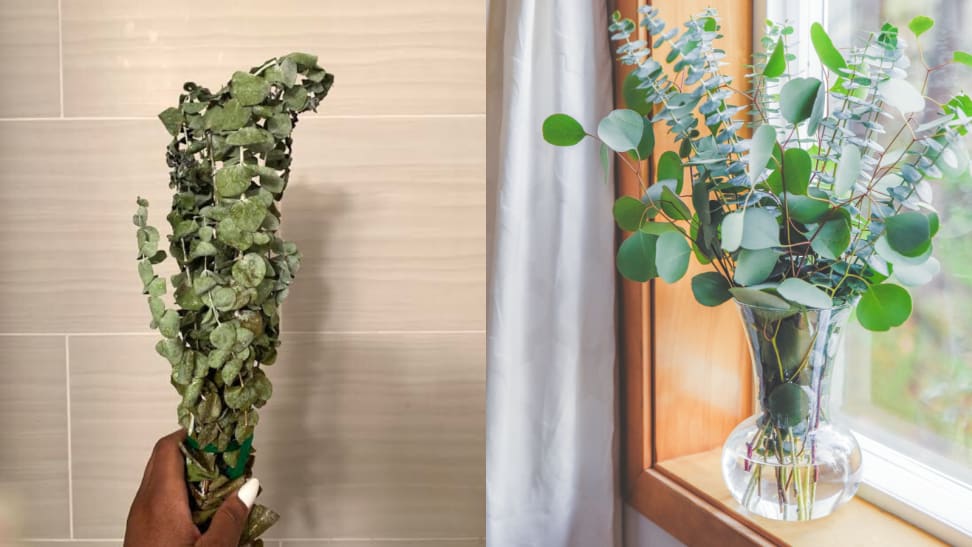 I tried a eucalyptus plant subscription service—and it makes staying home so much better