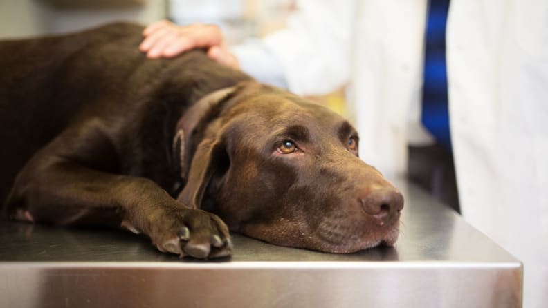 A veterinarian in a white coat comforts a chocolate lab laying on a stainless steel table in an exam room