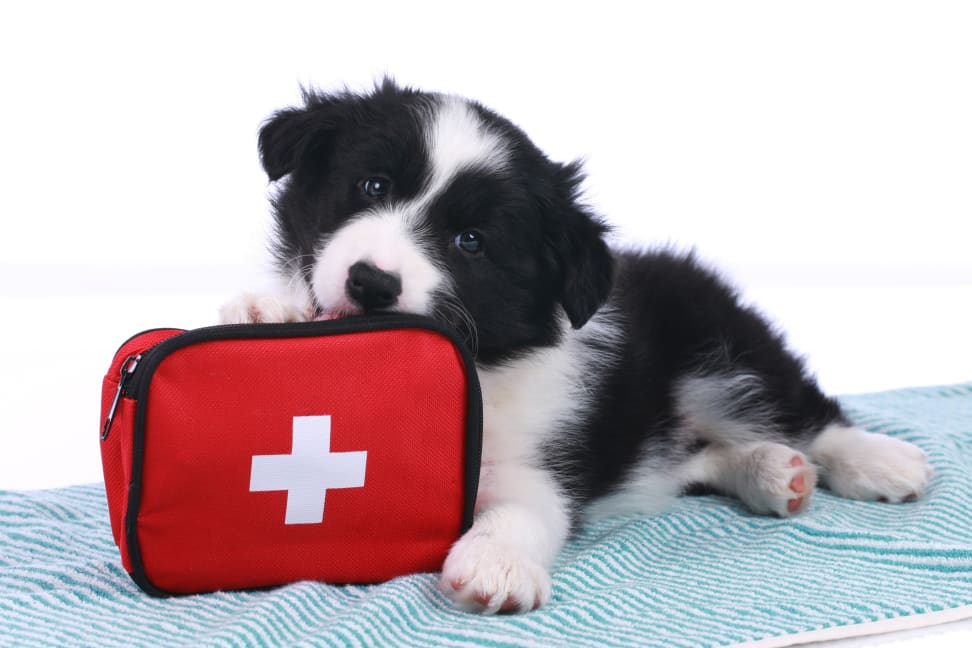 Emergency pet supplies