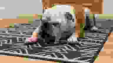 An English bulldog laying on a black and white Ruggable rug.